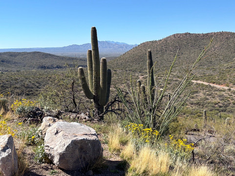 Saguaro National Park-图森必去景点
