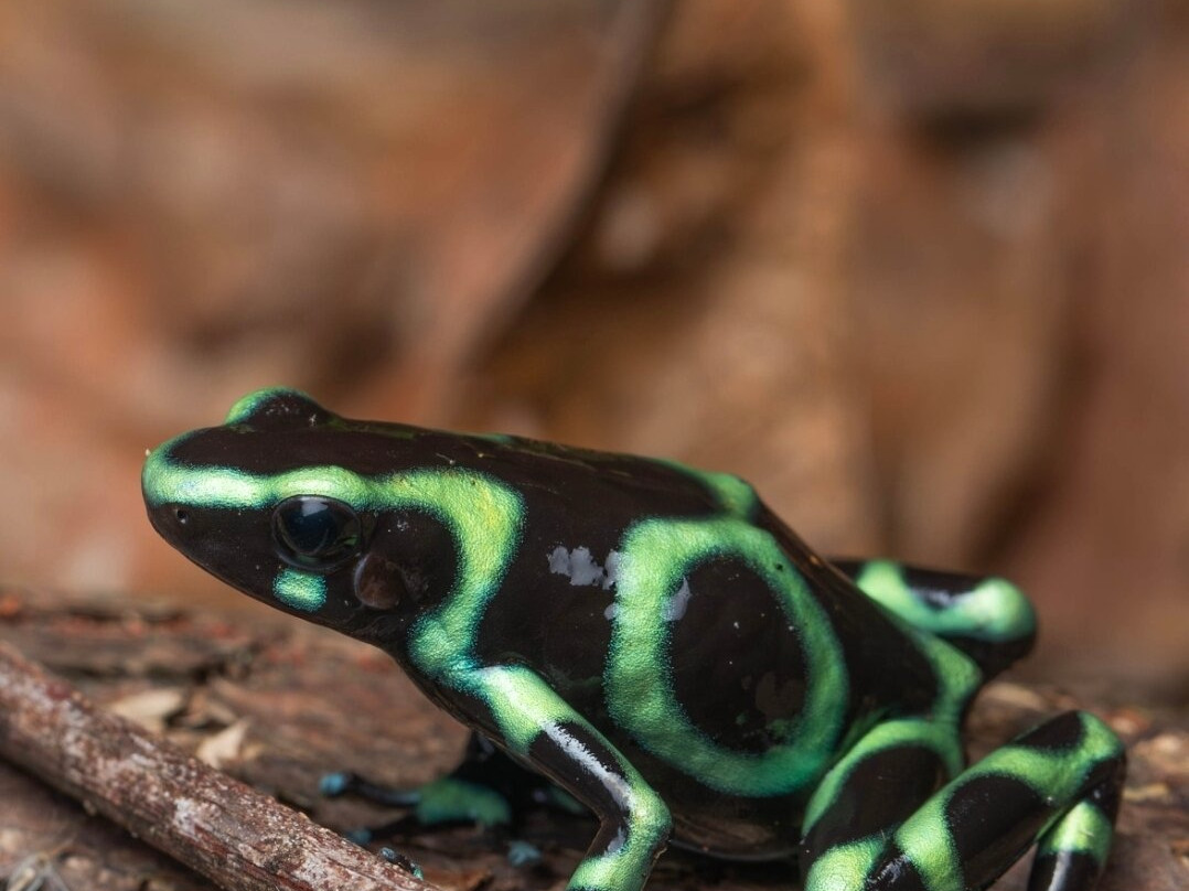 Sierpefrogs-Sierpe必去景点