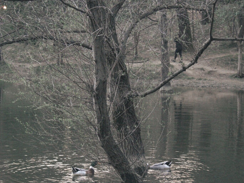 Grand Park (Parku i Madh)-地拉那必去景点