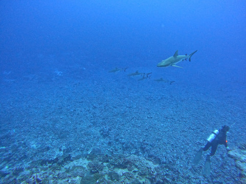 TOPDIVE Fakarava-Fakarava必去景点