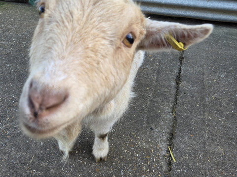 Little Goats At Brockenhurst-Brockenhurst必去景点
