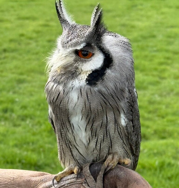 Surrey Hills Falconry-Ockley必去景点