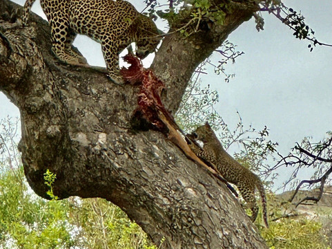African Journey Safaris-霍德斯普鲁特必去景点