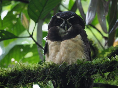 Tapir Valley Nature Reserve-Bijagua de Upala必去景点