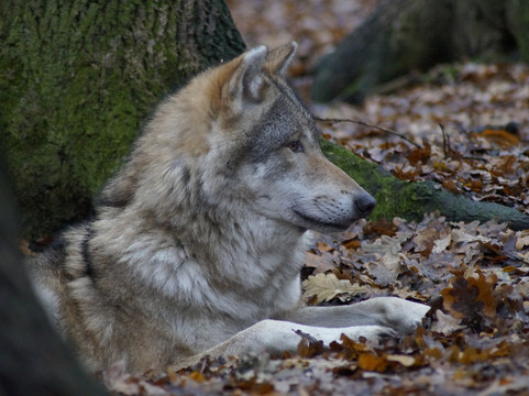 Wolfcenter Dörverden-Doerverden必去景点