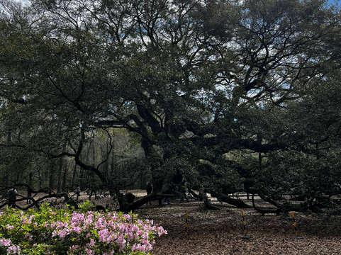Angel Oak Tree-Johns Island必去景点