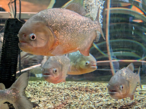 Dmm Kariyushi Aquarium-丰见城市必去景点