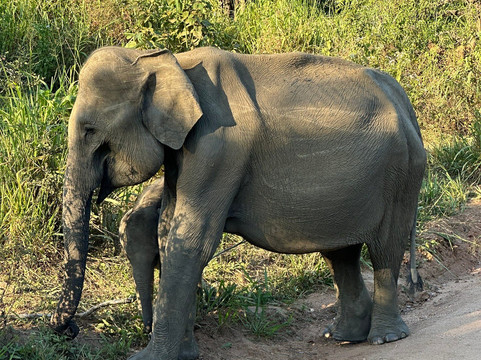 Kavi Jeep Safari-锡吉里亚必去景点
