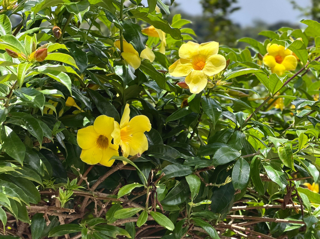 Nature Isle Explorer Day Tours-罗索必去景点
