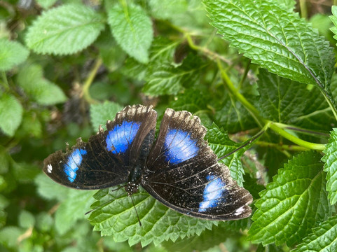 The London Butterfly Gardens-贝克斯利希斯必去景点