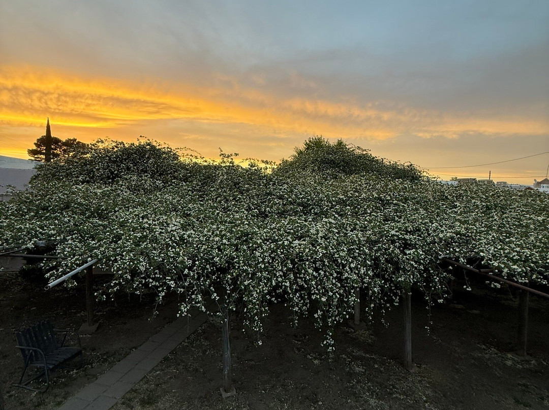 Rose Tree Museum-墓碑镇必去景点