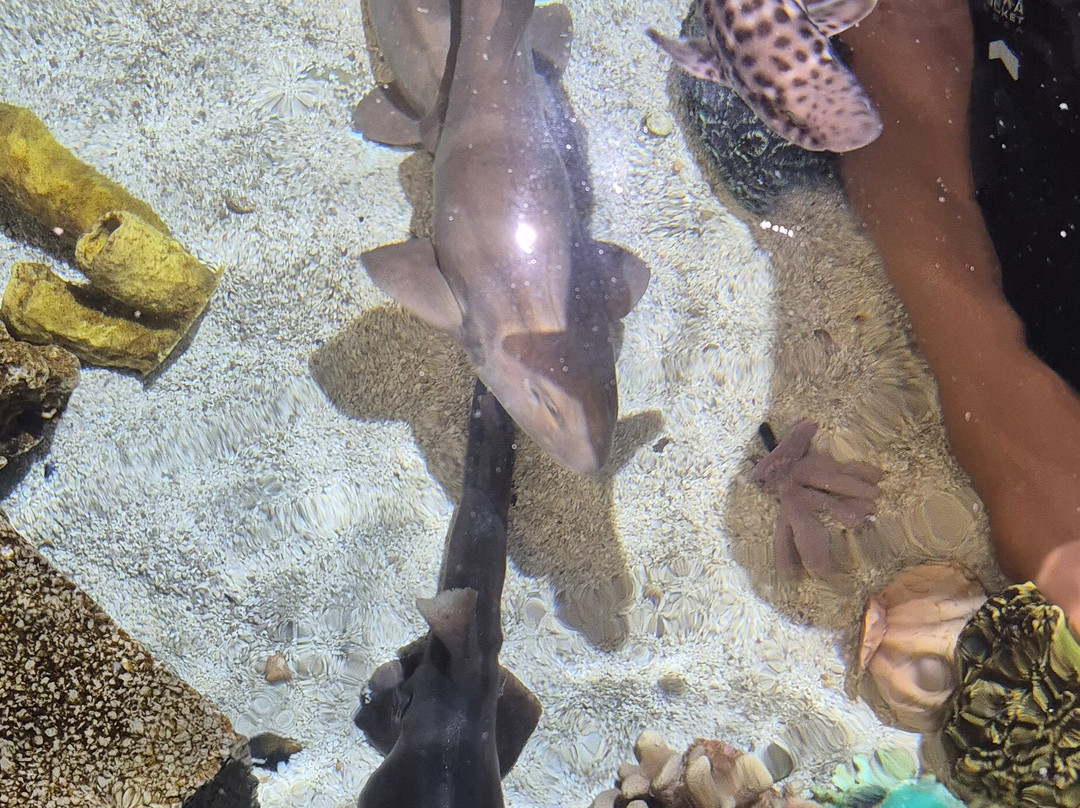 Skegness Aquarium-斯凯格内斯必去景点