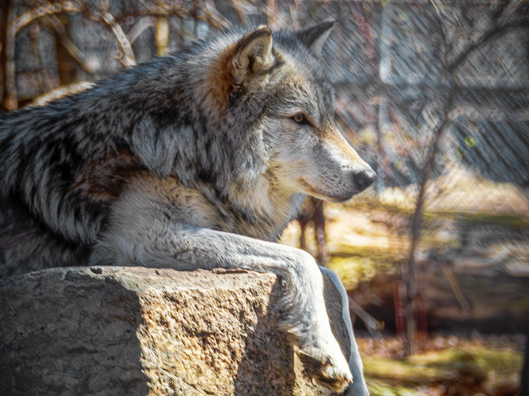 Lakota Wolf Preserve-Columbia必去景点