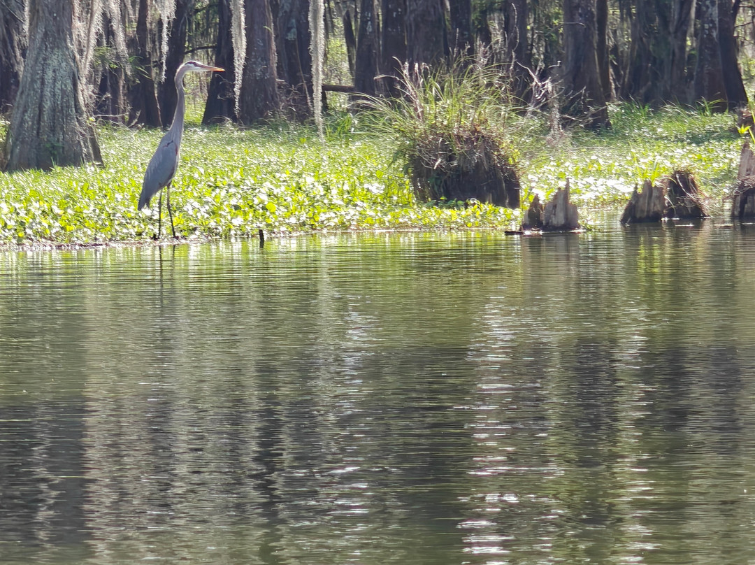 Champagne's Cajun Swamp Tours-布里奥克斯桥必去景点
