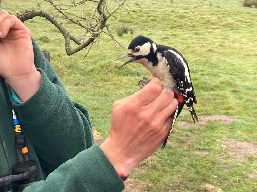 Birds Of Poole Harbour Events-普尔必去景点
