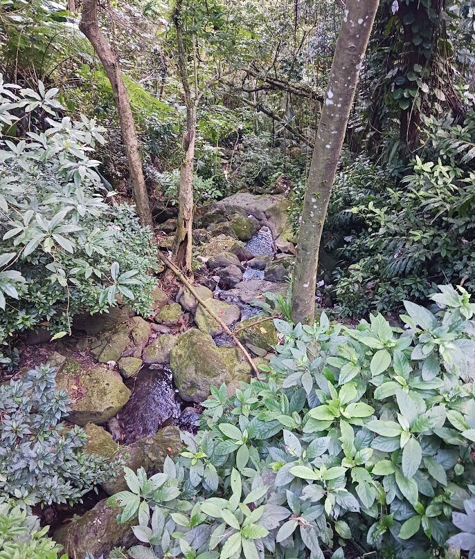 Catarata La Coca-云盖国家森林公园必去景点