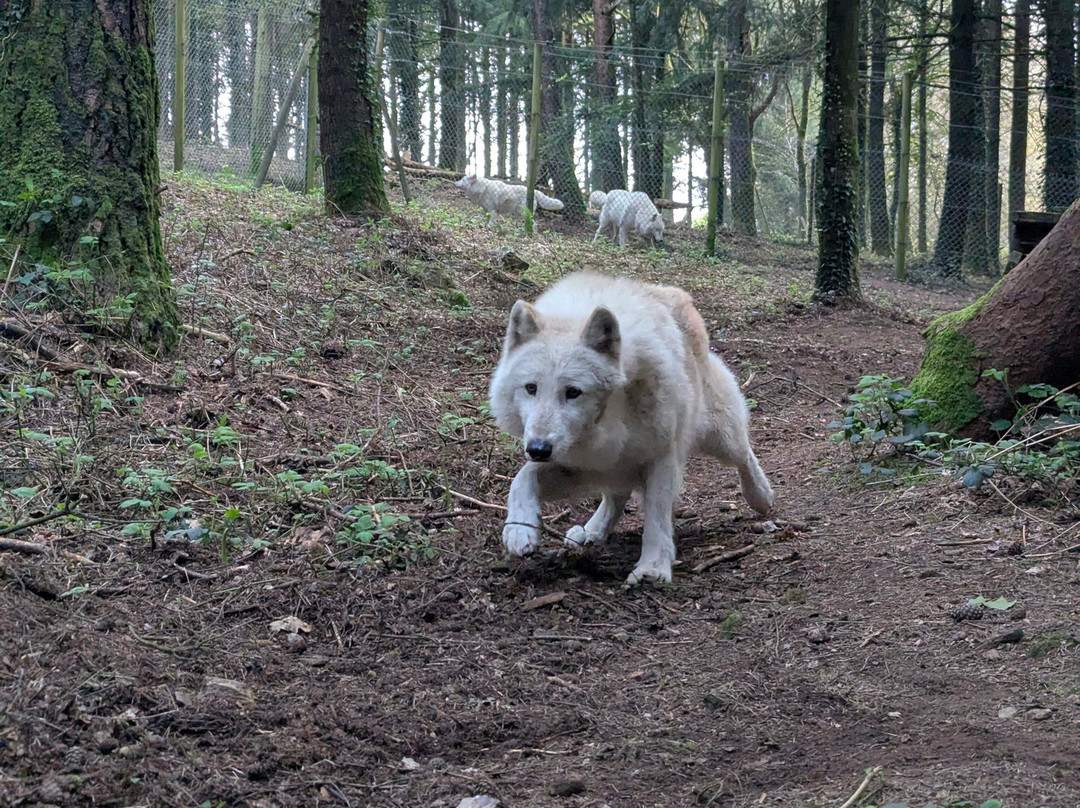 Lupi-Les Loups de Coat Fur-Lescouet-Gouarec必去景点