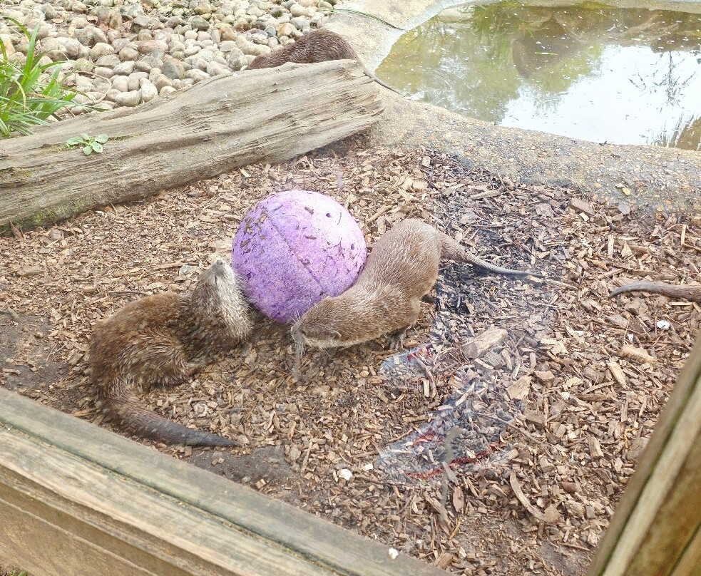 New Forest Wildlife Park-Ashurst必去景点