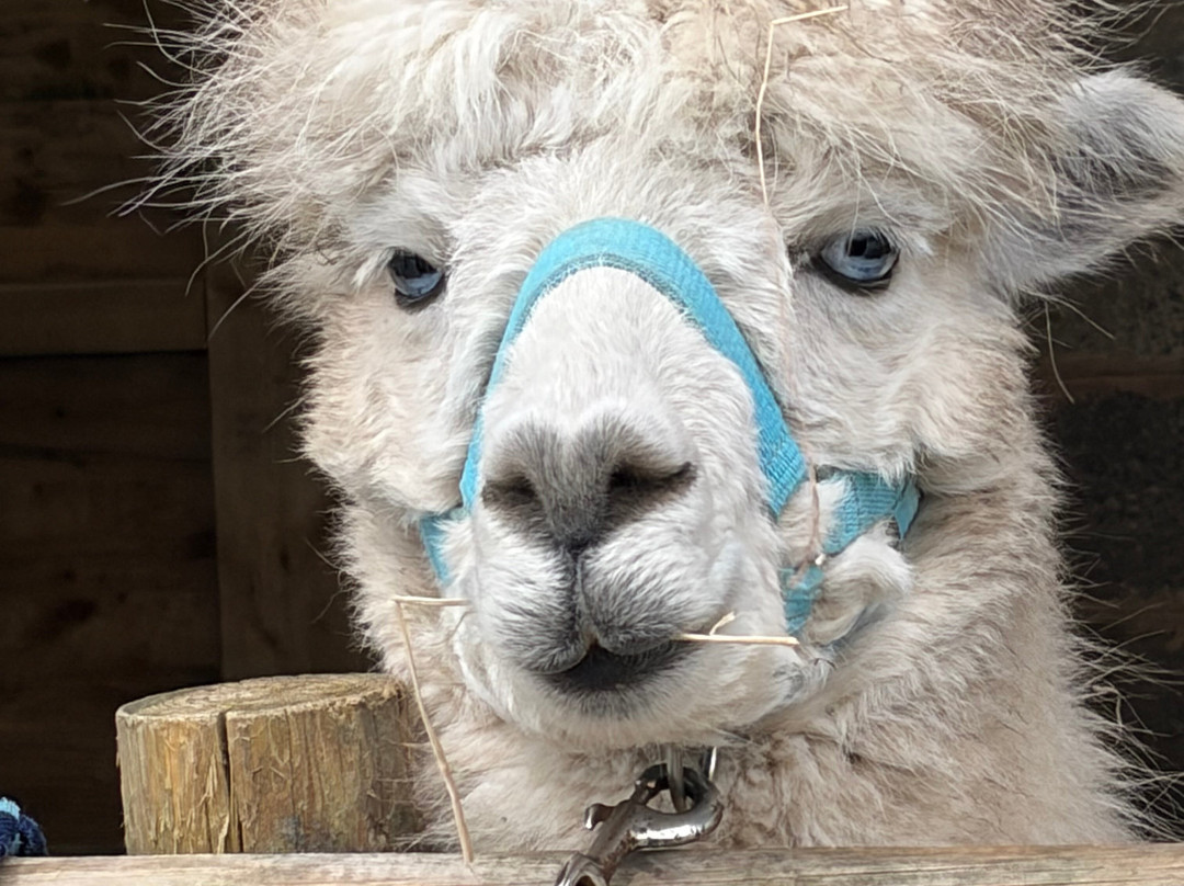 Woolley Animals Farm Park-Winkleigh必去景点