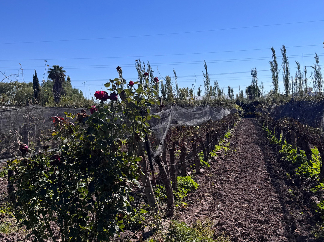 Bodega Alfredo Roca-圣拉斐尔必去景点