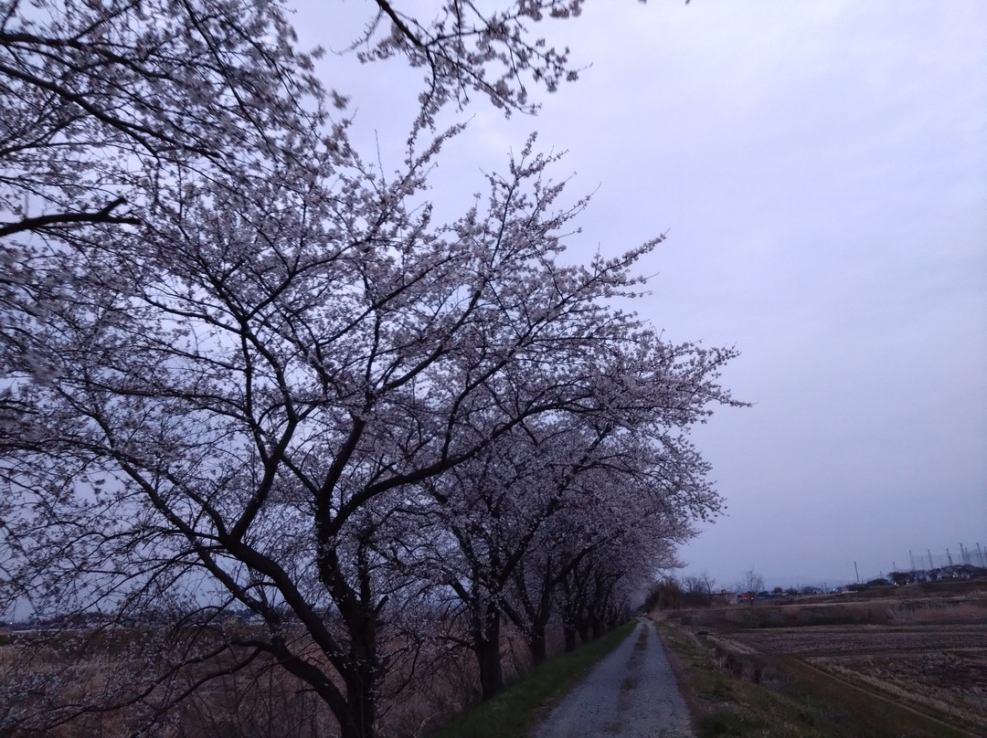 Fujitagawa Fureai Zakura-郡山市必去景点