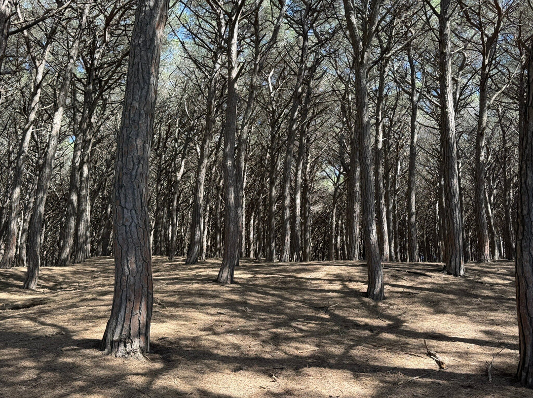 Riserva Naturale Tombolo di Cecina-Marina di Cecina必去景点