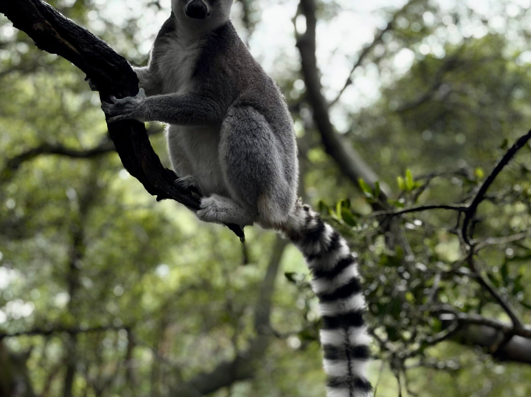 Bush Babies Monkey Sanctuary-哈特比斯普特必去景点