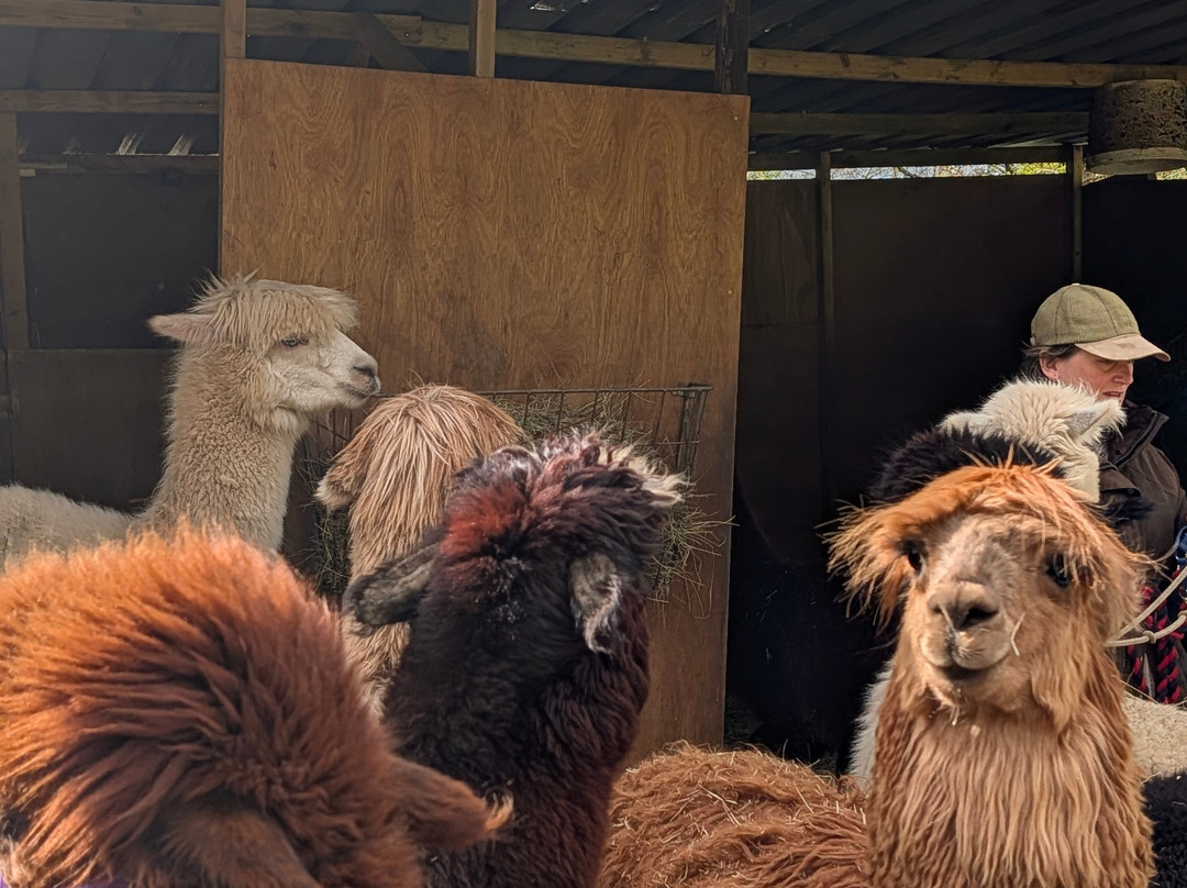 Bell Farm Alpacas-Pensford必去景点