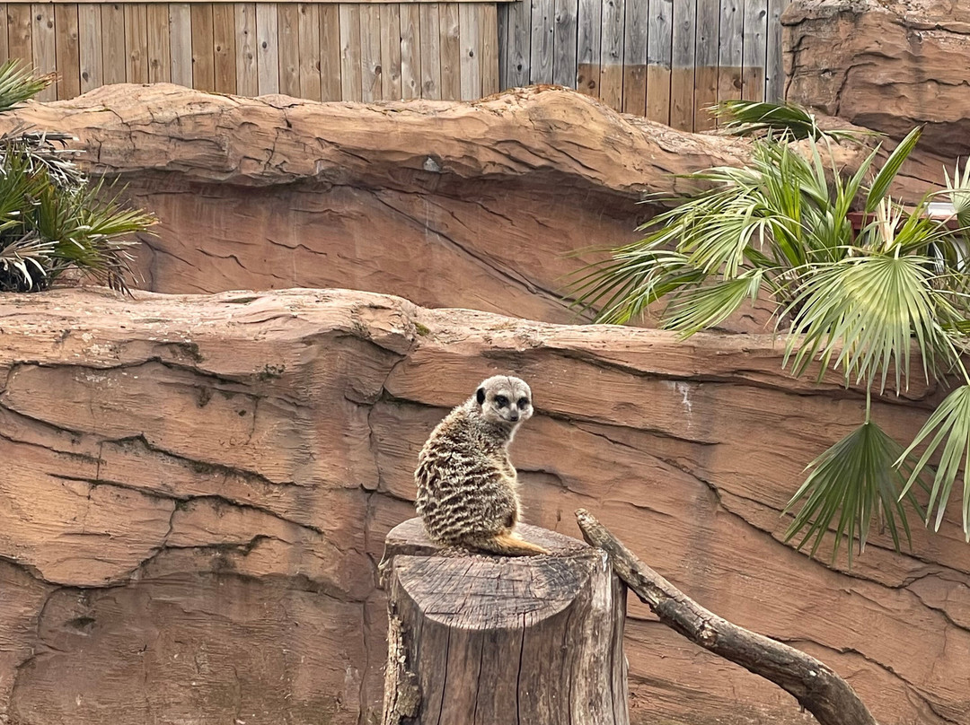 Exotic Zoo Wildlife Park + Natural History & Dino Museum-特尔福德必去景点