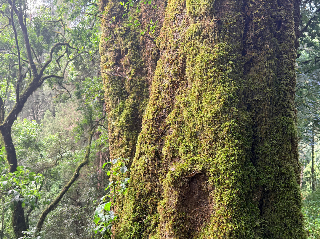 Bale Trek Ethiopia Tours-Goba必去景点
