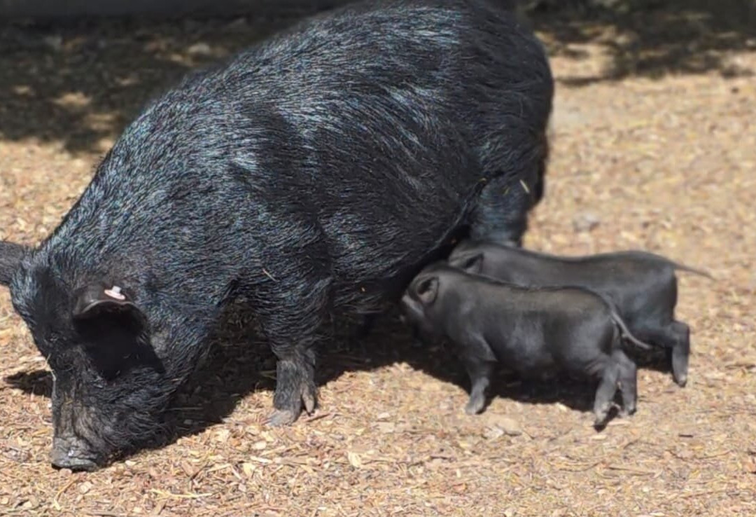 Kew Little Pigs Farm Ltd-Amersham必去景点
