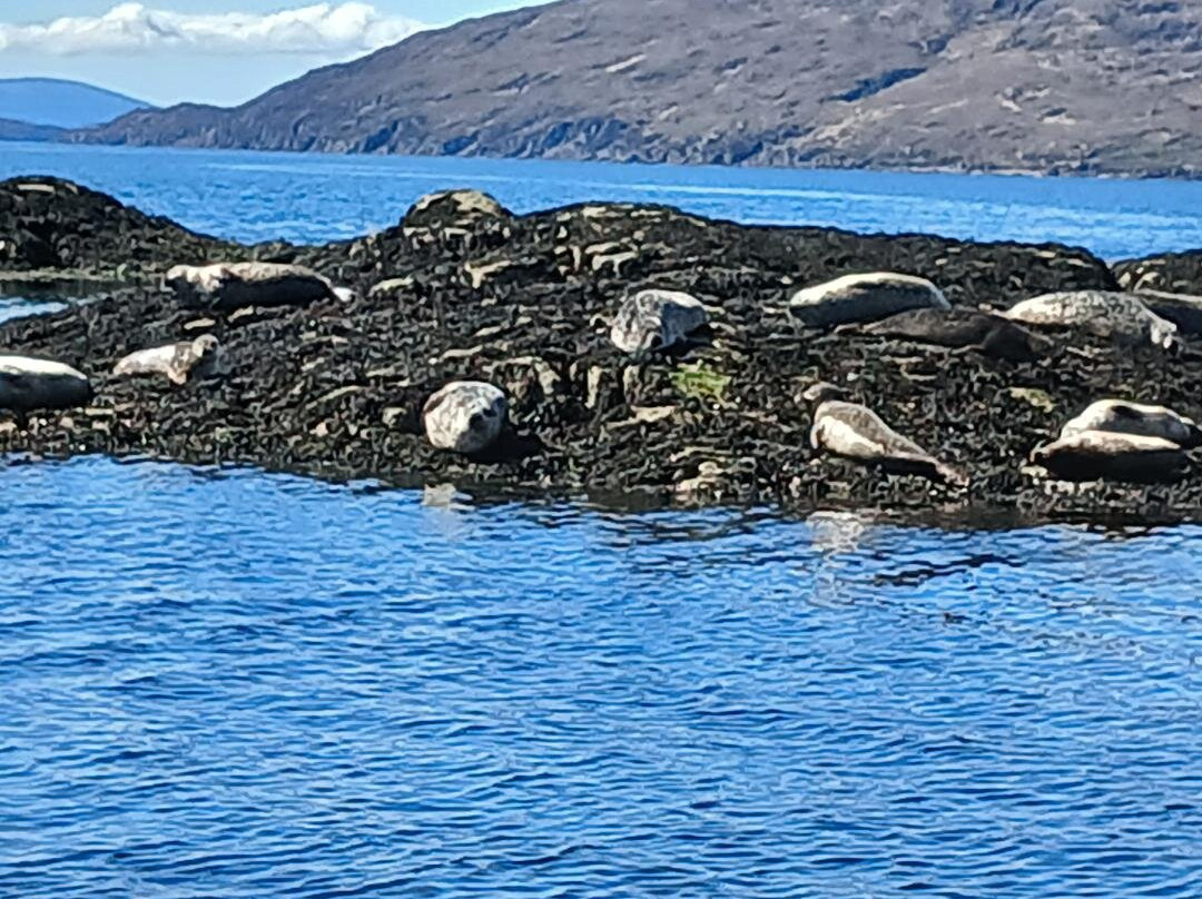Calum's Seal Trips-Plockton必去景点