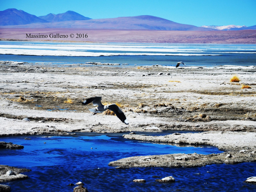 Eduardo Avaroa National Reserve of Andean Fauna-Potosi Department必去景点