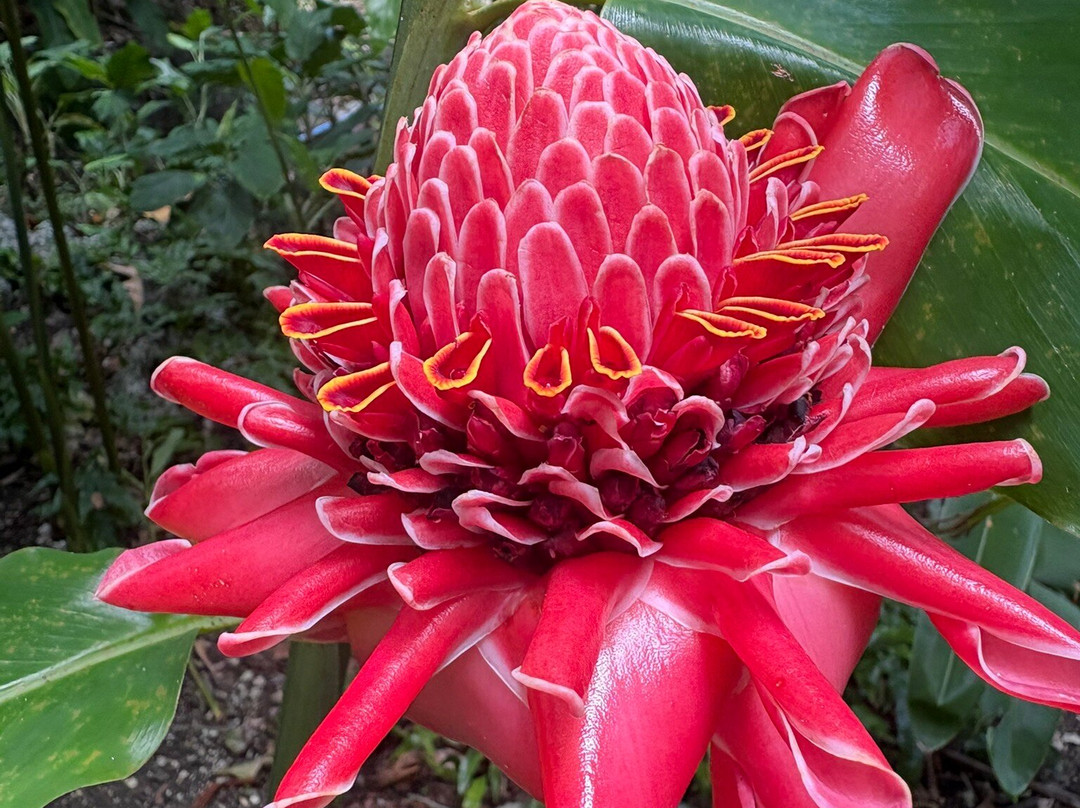 Andromeda Botanic Gardens-Bathsheba必去景点