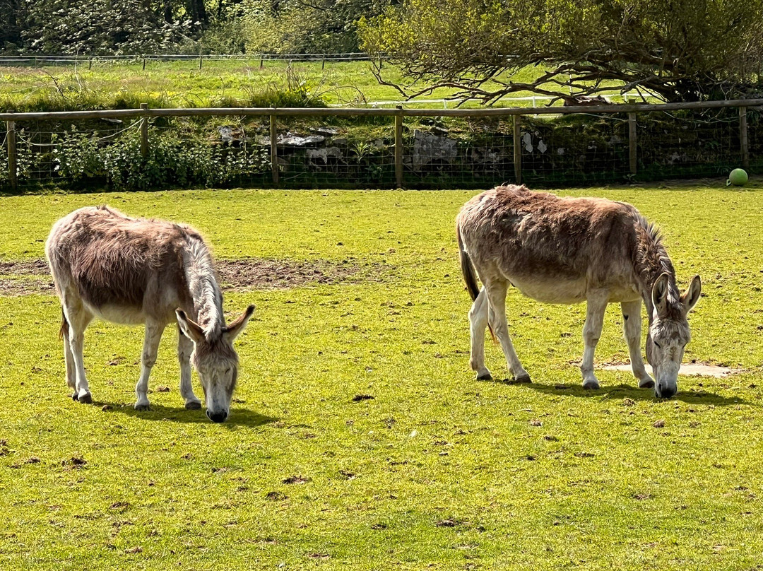 The Flicka Foundation - Donkey Sanctuary-Penryn必去景点