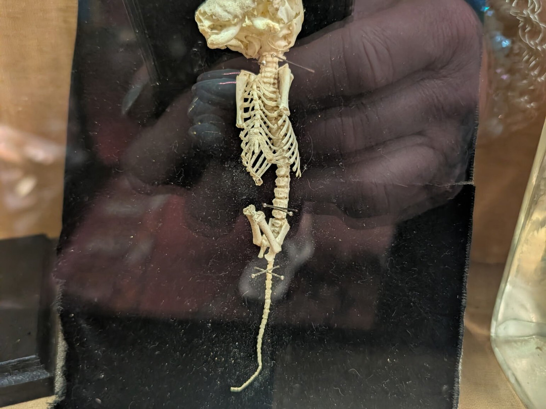 The Viktor Wynd Museum of Curiosities, Fine Art & UnNatural History-伦敦必去景点