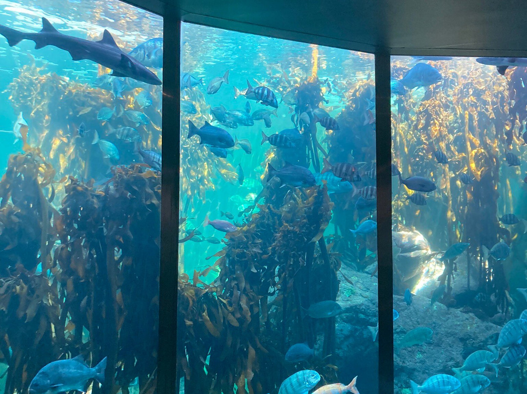 Two Oceans Aquarium-开普敦中心区必去景点