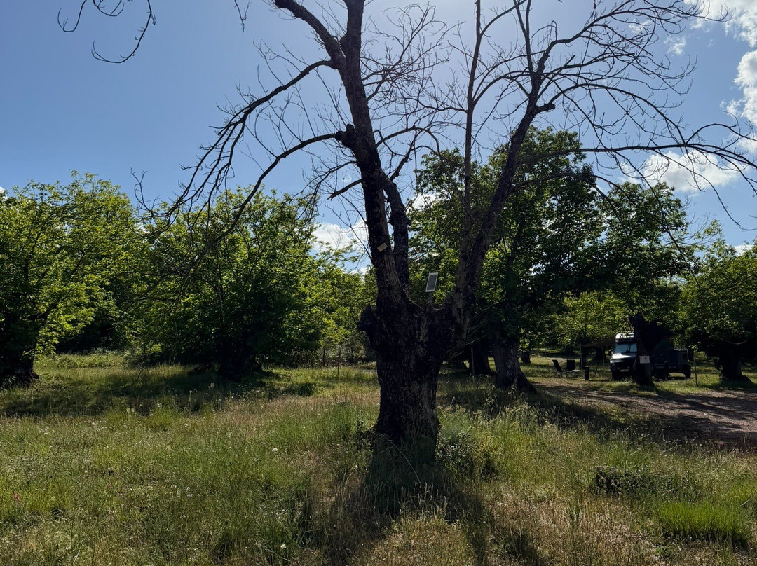 Camping El Madronal