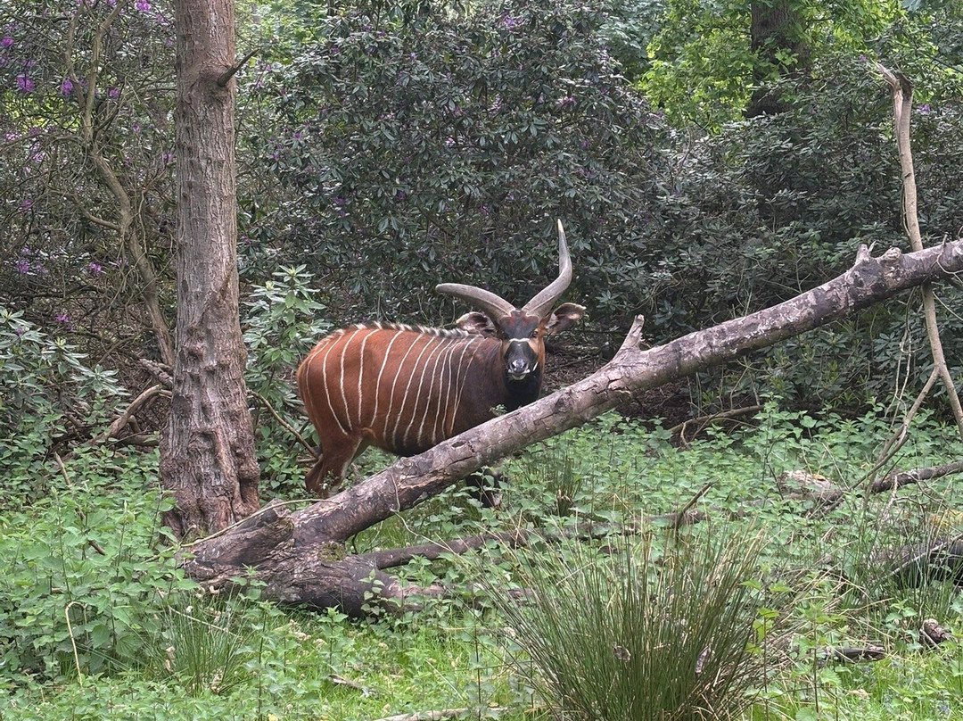 Watatunga Wildlife Reserve-金斯林必去景点