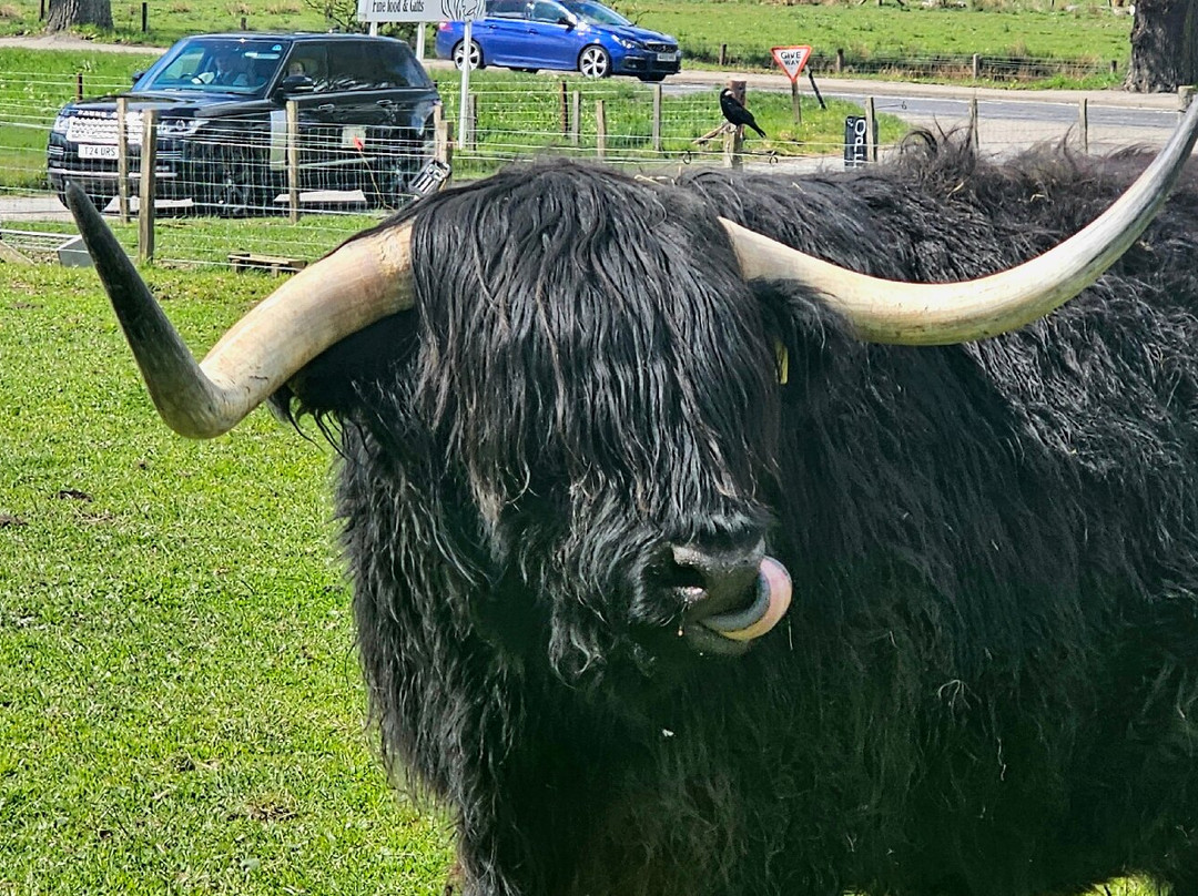 Robertson's - The Larder & Highland Cows - Beauly-Beauly必去景点