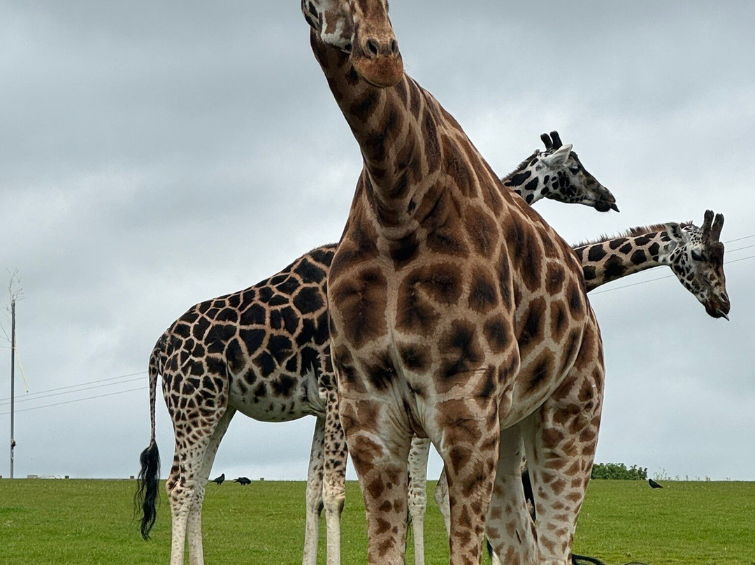 Fota Wildlife Park-Carrigtwohill必去景点