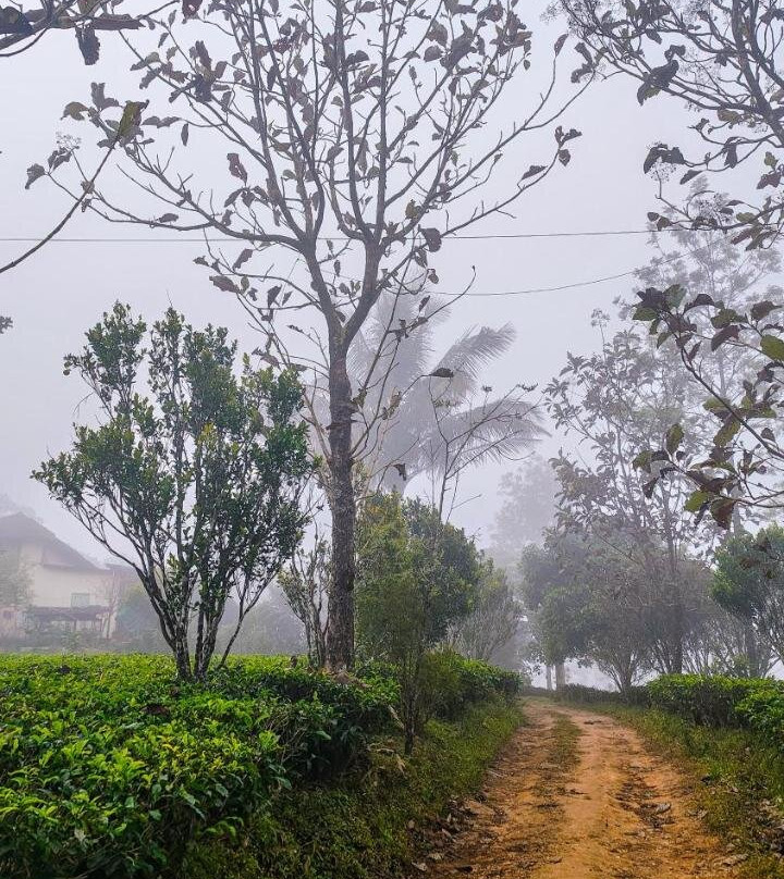 Vidyas Retreat's Rustic Roots