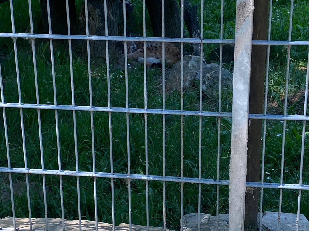 Skopje ZOO-斯科普里必去景点