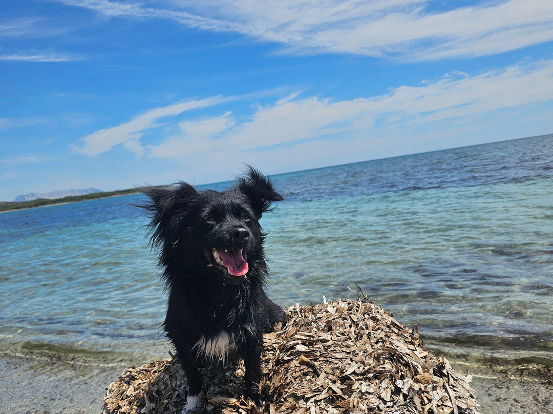 Lido Dog Beach-Aglientu必去景点