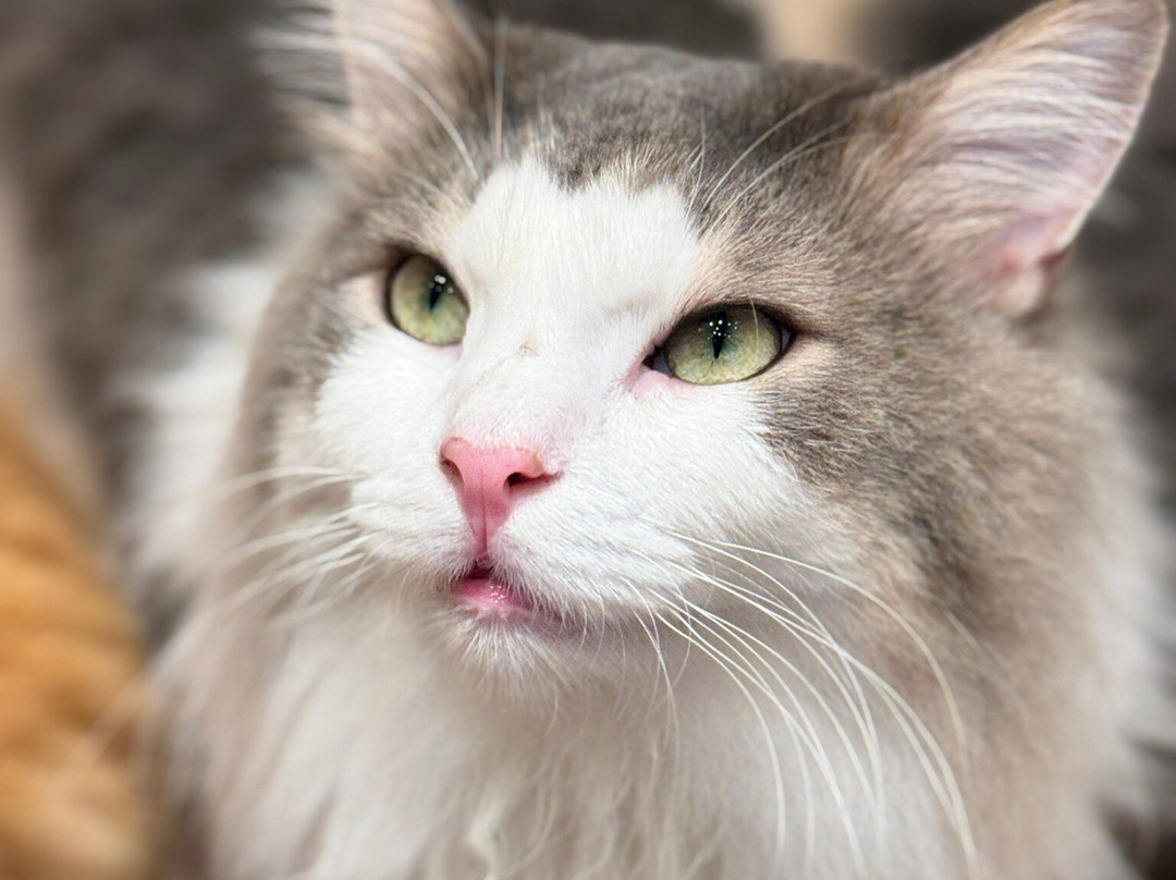 Cat Cafe Moch