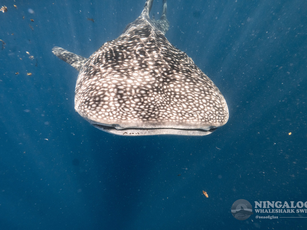 Ningaloo Whaleshark Swim-埃克斯茅斯必去景点