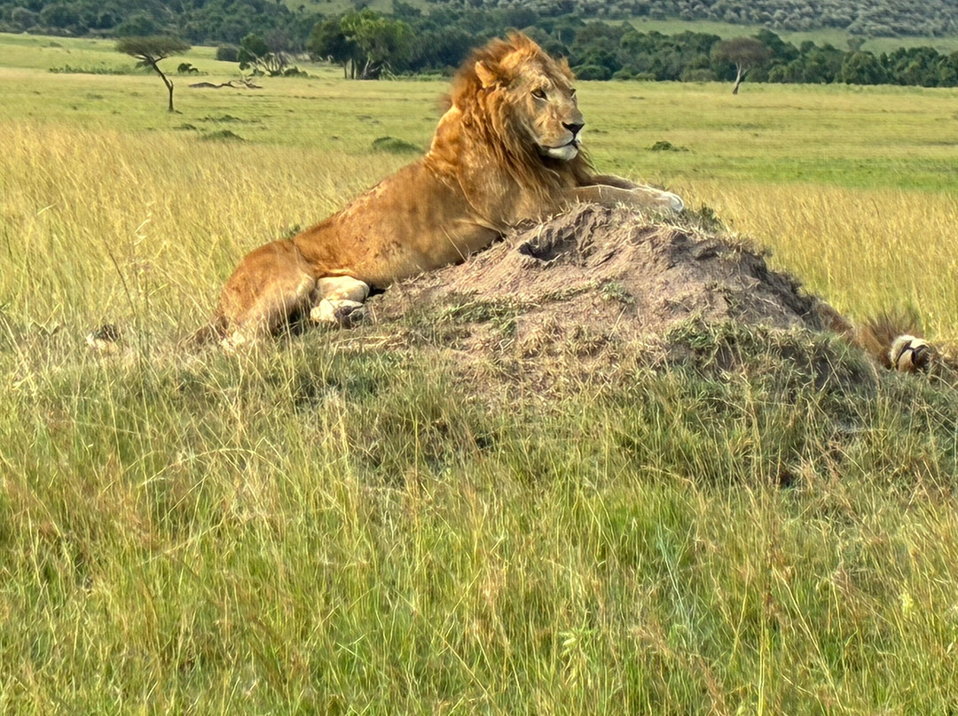 Animal Empire Safaris