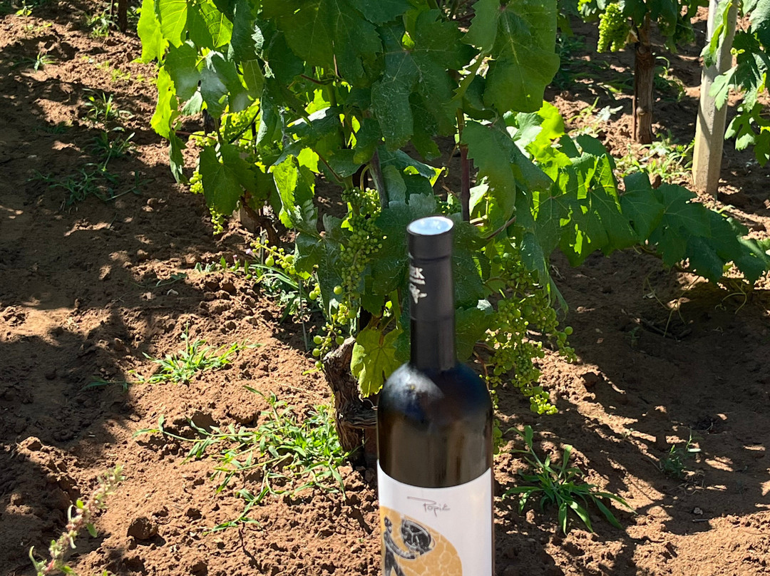 Popic Winery Lumbarda-伦巴达必去景点
