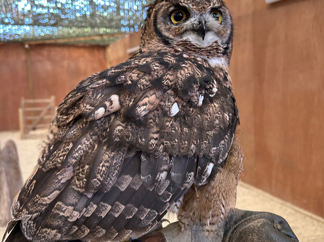 The Bird Of Prey Project-巴斯必去景点