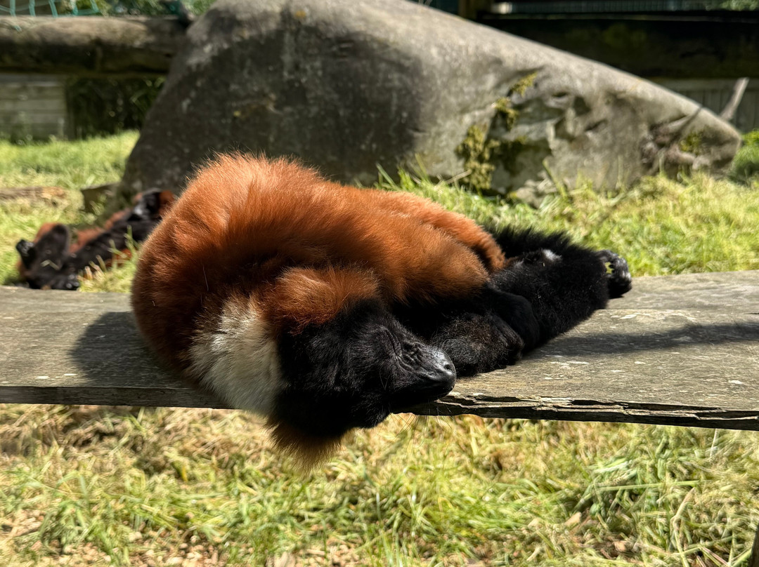 Blair Drummond Safari & Adventure Park-斯特灵必去景点